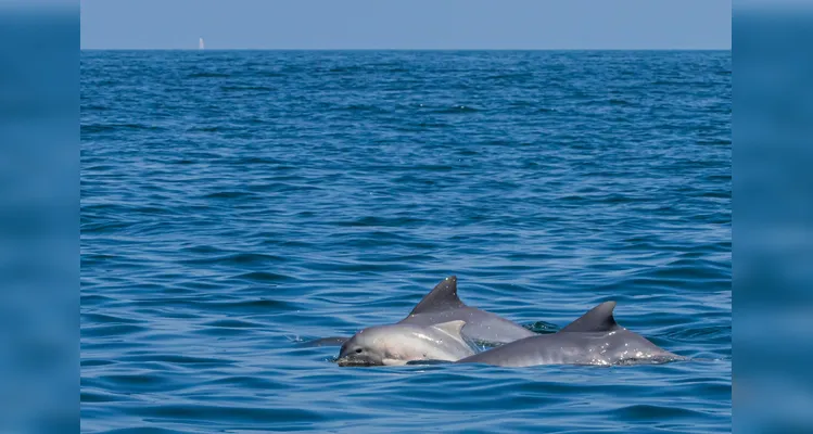 Fotógrafo paranaense leva olhares sobre os golfinhos ao Museu do Amanhã