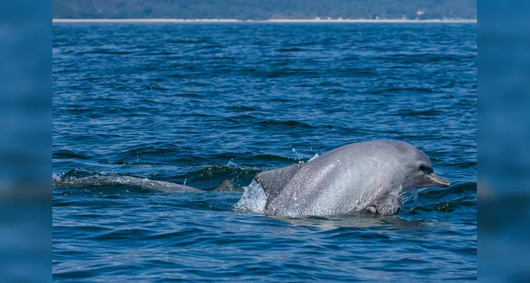 Exposição ”Oceano: o mundo é um arquipélago” está em cartaz no Museu do Amanhã