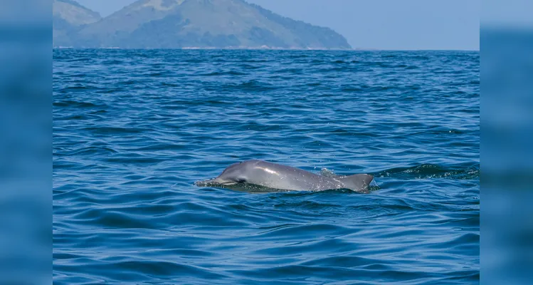 Fotógrafo paranaense leva olhares sobre os golfinhos ao Museu do Amanhã