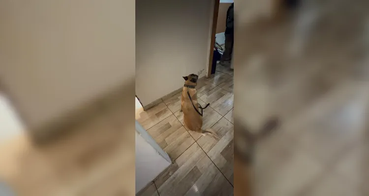 Criança de nove anos é baleada dentro de casa e caso é investigado em Sarandi