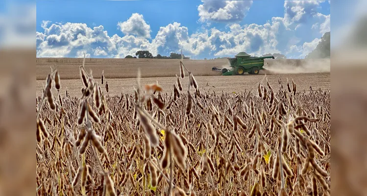 Colheita de soja alcança o pico na região