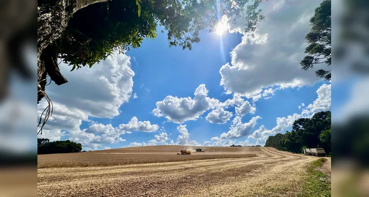 Colheita de soja alcança o pico na região