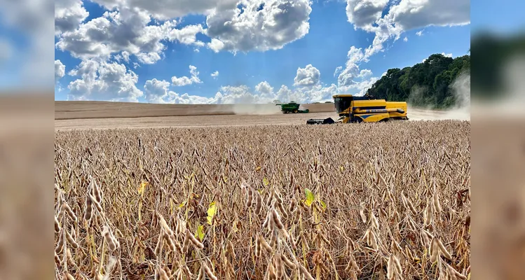 Colheita de soja alcança o pico na região