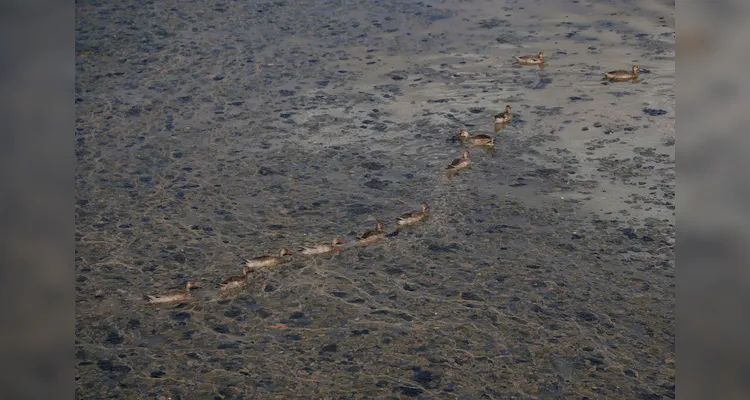 Confira como está o Lago de Olarias após início de obras para limpeza da água