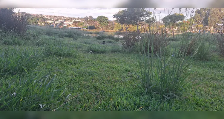 Grama alta na Praça Lago Núcleo Pitangui