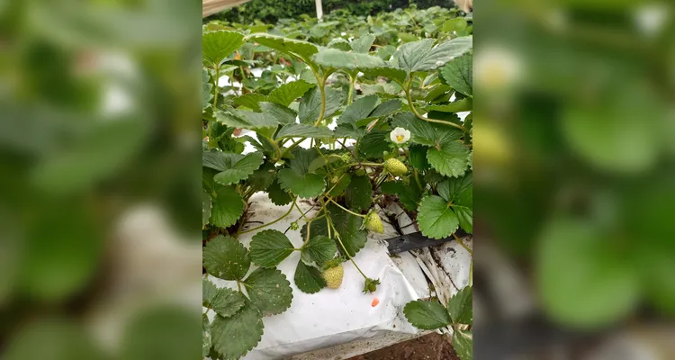 Veja a série de registros do amplo trabalho realizado pelos estudantes.