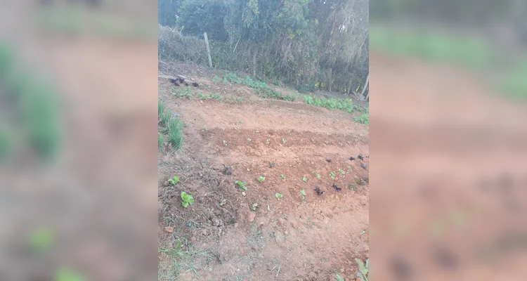 Confira a série de registros do amplo trabalho realizado pelos educandos.