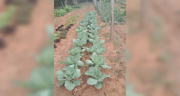 Confira a série de registros do amplo trabalho realizado pelos educandos.