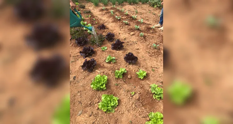 Confira a série de registros do amplo trabalho realizado pelos educandos.