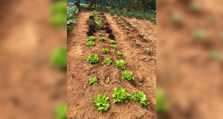 Confira a série de registros do amplo trabalho realizado pelos educandos.