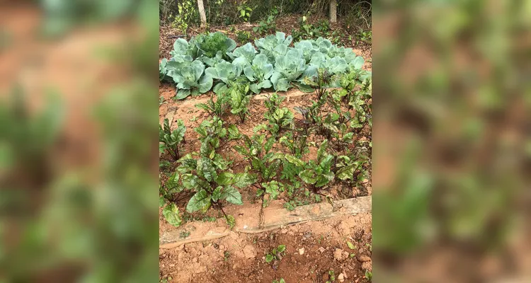 Confira a série de registros do amplo trabalho realizado pelos educandos.