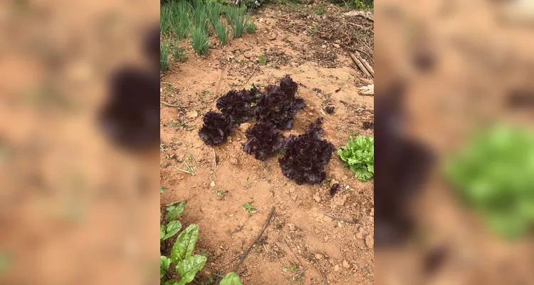 Confira a série de registros do amplo trabalho realizado pelos educandos.