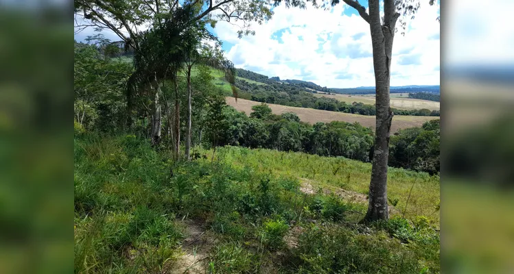 Polícia Ambiental flagra desmatamento ilegal e aplica multas em Ipiranga