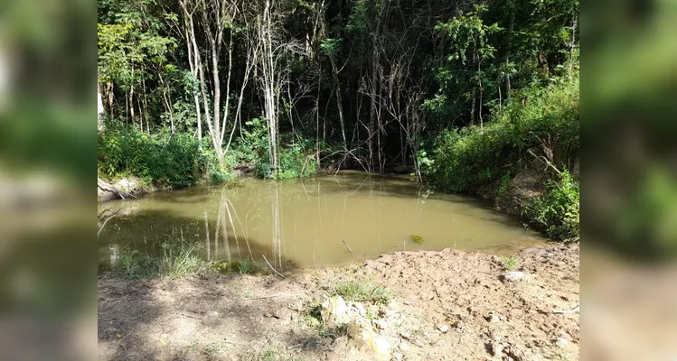 Polícia Ambiental flagra desmatamento ilegal e aplica multas em Ipiranga