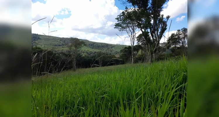 Polícia Ambiental flagra desmatamento ilegal e aplica multas em Ipiranga