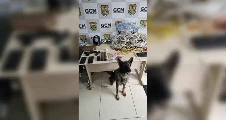 'Pandora' localiza 1 kg de maconha em área de mata e três são presos em PG