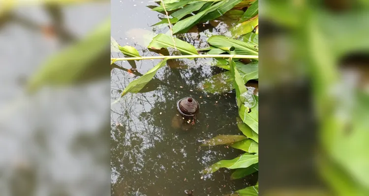 Confira a série de registros do amplo trabalho realizado.