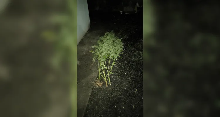 Operação prende cinco homens e apreende 11 kg de drogas em Rebouças