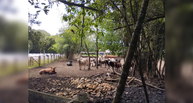 Confira as fotos do diversificado trabalho.