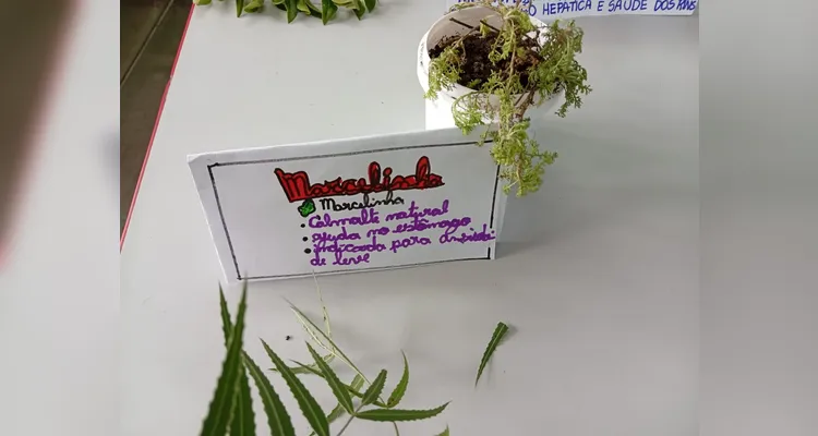 Confira a série de registros do amplo trabalho em sala de aula.