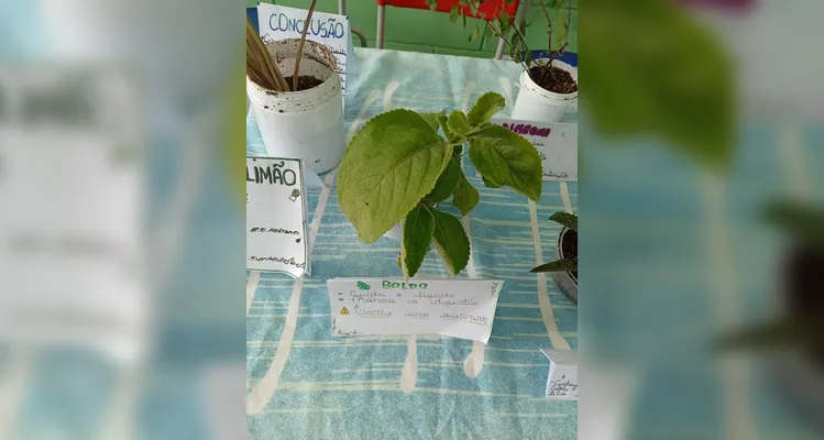 Confira a série de registros do amplo trabalho em sala de aula.