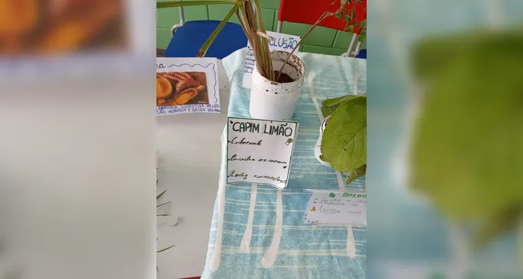 Confira a série de registros do amplo trabalho em sala de aula.