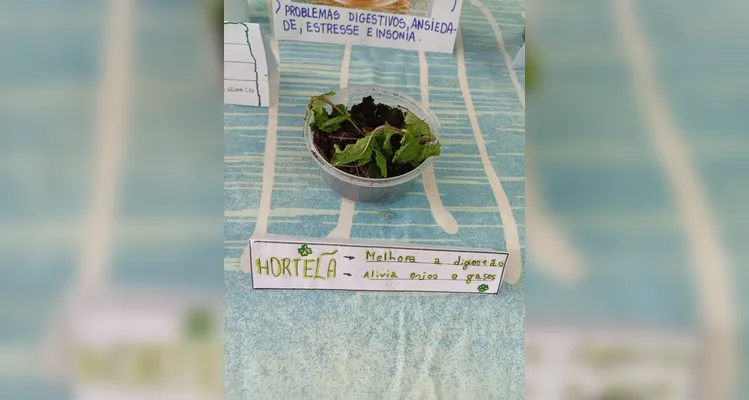 Confira a série de registros do amplo trabalho em sala de aula.