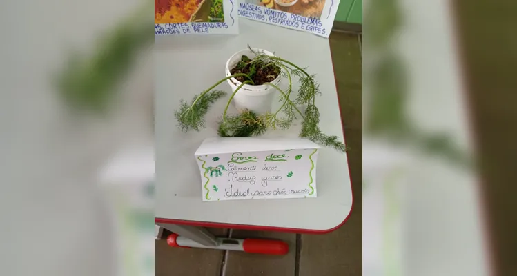 Confira a série de registros do amplo trabalho em sala de aula.