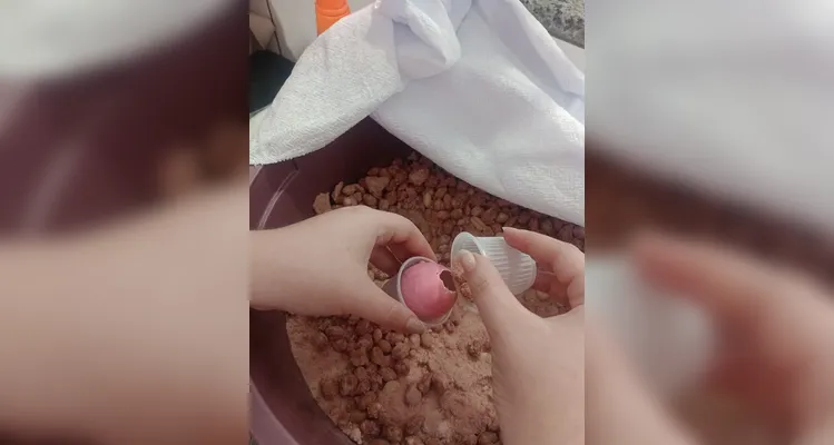 Confira a série de registros do amplo trabalho pascal.