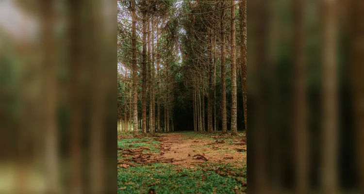 Animais 'ganham vida' em trilha do Buraco do Padre com esculturas hiper-realistas