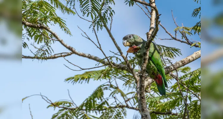 Animais 'ganham vida' em trilha do Buraco do Padre com esculturas hiper-realistas