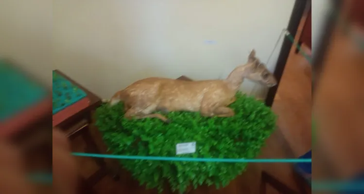 Confira a série de registros no local.