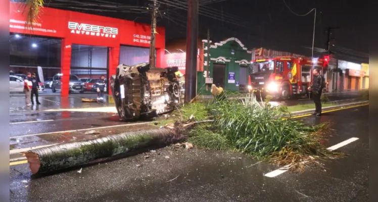 Confira mais imagens da colisão contra a palmeira