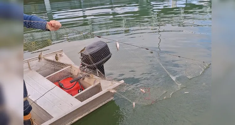 Sanepar e UFPR identificam peixe que atua como "filtro ecológico"
