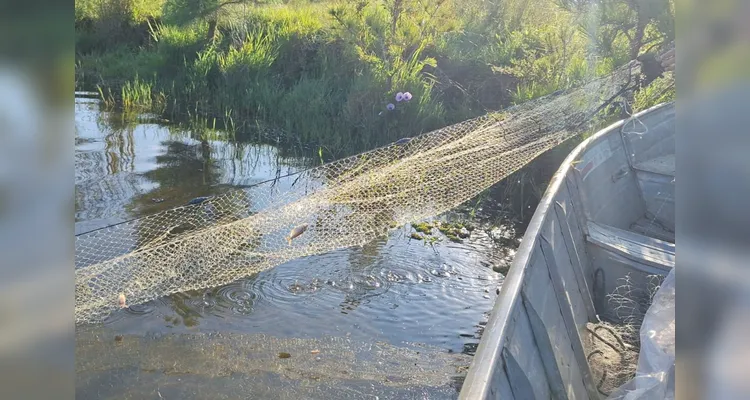 Sanepar e UFPR identificam peixe que atua como "filtro ecológico"