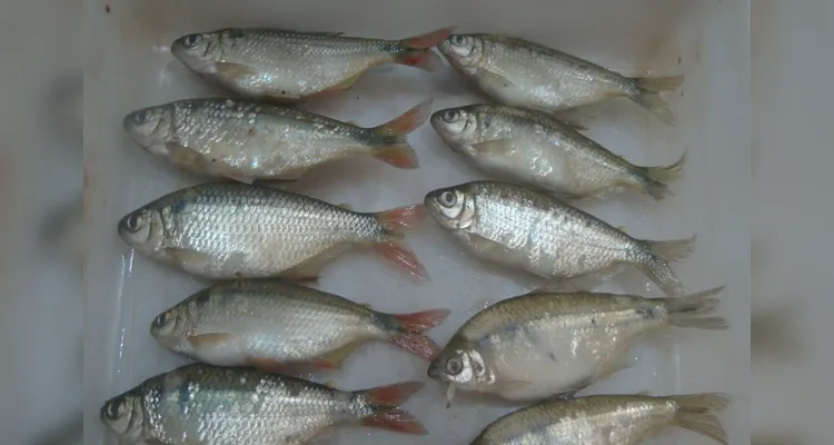 Sanepar e UFPR identificam peixe que atua como "filtro ecológico"