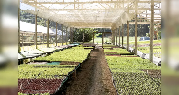 Hidroponia fomenta produção de hortaliças em Ponta Grossa