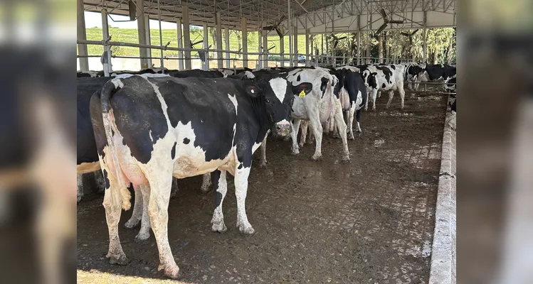 Cresol impulsiona crescimento da produção agro com crédito e apoio técnico