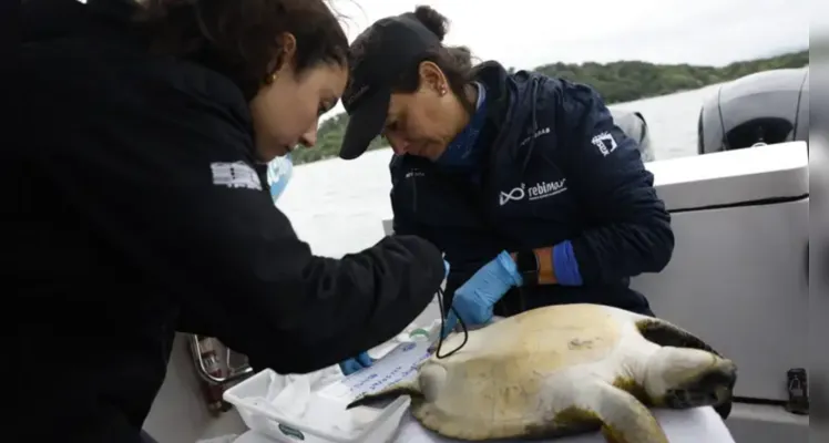 Expedição da equipe de pesquisadores do Rebimar conduz captura para monitoramento de tartarugas-verde