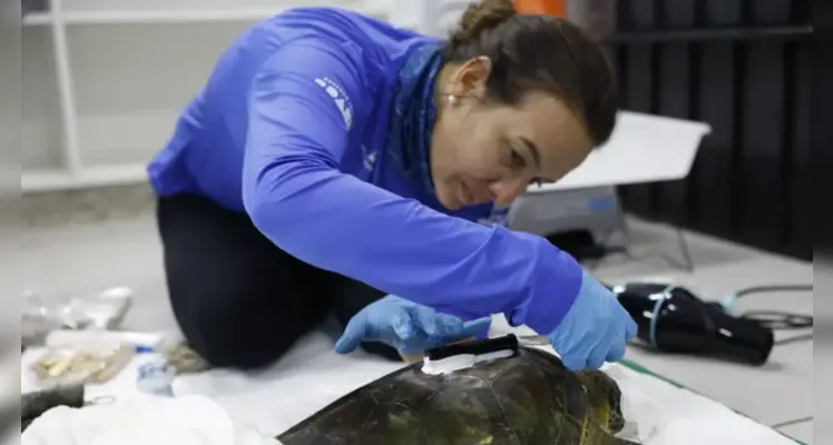 Expedição da equipe de pesquisadores do Rebimar conduz captura para monitoramento de tartarugas-verde