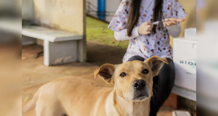Cães comunitários da Universidade Estadual de Ponta Grossa são vacinados