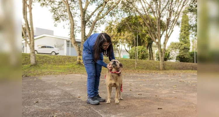 Cães comunitários da Universidade Estadual de Ponta Grossa são vacinados