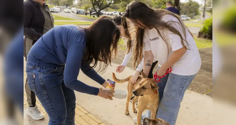 Cães comunitários da Universidade Estadual de Ponta Grossa são vacinados