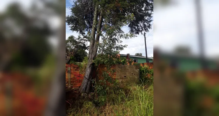 Bombeiros atendem 6 chamados de corte de árvores por conta do temporal em PG