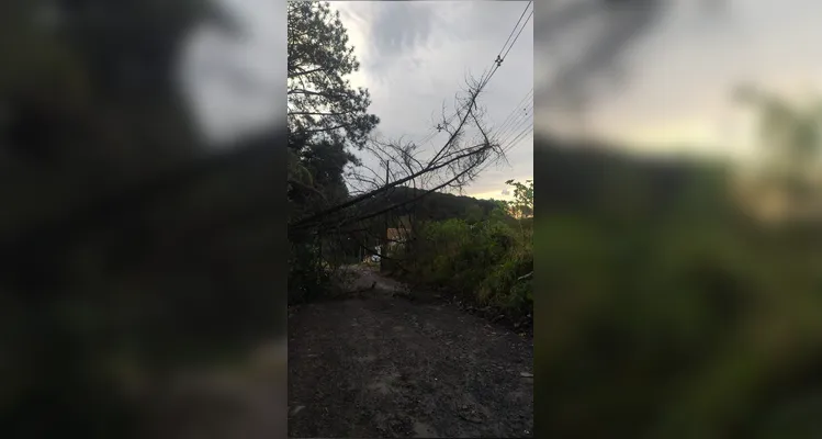 Bombeiros atendem 6 chamados de corte de árvores por conta do temporal em PG