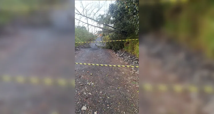 Bombeiros atendem 6 chamados de corte de árvores por conta do temporal em PG