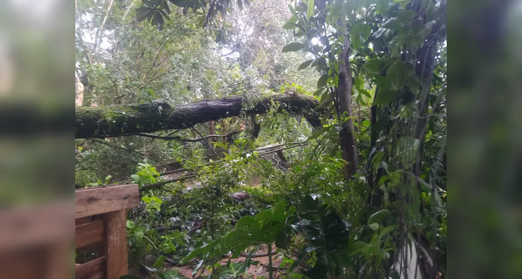 Bombeiros atendem 6 chamados de corte de árvores por conta do temporal em PG