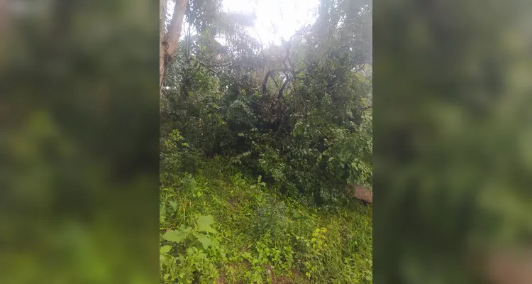 Bombeiros atendem 6 chamados de corte de árvores por conta do temporal em PG