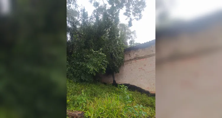 Bombeiros atendem 6 chamados de corte de árvores por conta do temporal em PG