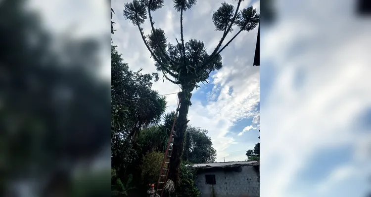 Bombeiros atendem 6 chamados de corte de árvores por conta do temporal em PG